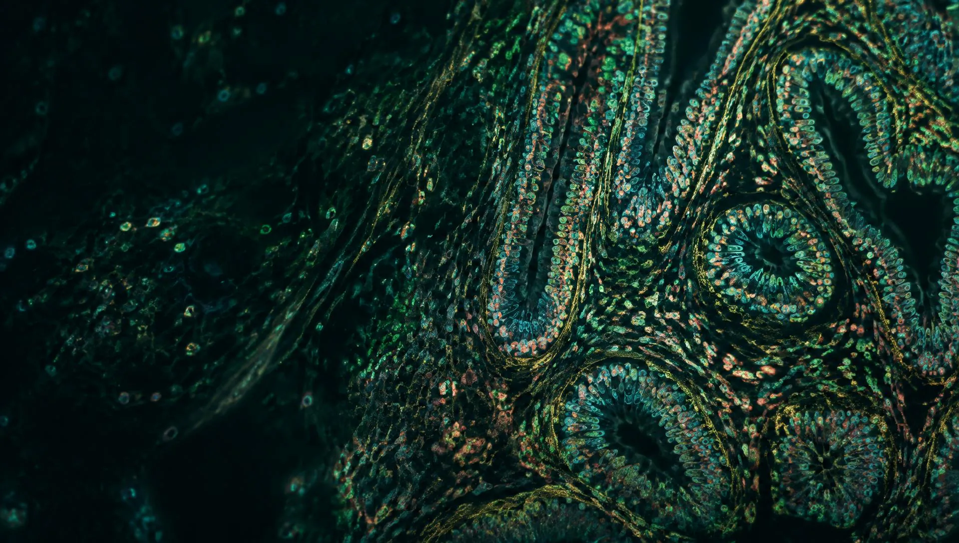 Fluorescence microscopy view of a complex tissue section